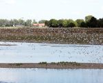 Het is nu al op de grinteilanden in de Maas een paradijs voor watervogels. Je ziet er uiteraard verschillende soorten meeuwen, canada ganzen, nijlganzen en grauwe ganzen. Daarnaast tref je er veel aalscholvers en blauwe reigers aan en vorig jaar zaten er een 25-tal ooievaars op de grinteilanden in de Maas  Ook de bever is al gesignaleerd ter hoogte van Borgharen, in Itteren kwamen al enkele jaren bevers voor aan de monding van Geul in de Maas.     (16-8-2012 - Jan Dolmans)