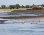 Deze wandelaarster kan nu de Maas laag staat tot in het midden van de Maas lopen met haar hond.  (16-8-2012 - Jan Dolmans)