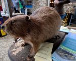 De bever. Inmiddels al vaste bewoner van ons maasdal na een afwezigheid van meer dan 200 jaar. Hoewel je al overal de sporen ziet van zijn aanwezigheid, ook langs de beek die midden door Itteren loopt,  krijg je zelden de kans om er eentje in levende lijve te zien omdat ze pas tegen de schemering hun burcht verlaten.  (15-9-2012 - Jan Dolmans)