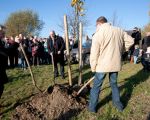 Han Hamakers, lid van de Dorpsraad van Itteren, met Carlo Poolen van de Buurtraad Borgharen trekker van het bomenproject plant hier samen met Wethouder Gerdo van Grootheest en Kees van der Veeken, directeur van het Consortium Grensmaas, de eerste Krimlinde. (14-11-2012 - Jan Dolmans)