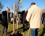 In totaal worden tussen Itteren en Borgharen 142 bomen geplant. Het grootste gedeelte zijn rode beuken. Tegen Itteren aan wordt een dubbele rij Krimlindes geplant (26 stuks), gevolgd door een enkele rij (56 stuks) rode beuken. Op het midden gedeelte, tussen Borgharen en Itteren worden geen bomen geplant om het open landschap te accentueren. (14-11-2012 - Jan Dolmans)