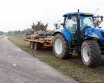 De laatste bomen liggen gereed om geplant te worden.  (20-11-2012 - Jan Dolmans)