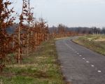 Rode beuken langs het fietspad, onlangs aangeplant.  (17-12-2012 - Jan Dolmans)