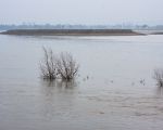 Het eiland Daal in de Maas bij Borgharen bij mistig weer. (6-1-2013 - Jan Dolmans)