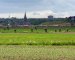 Sinds enkele weken wordt grond vanaf de A2 ondertunneling in Maastricht aangevoerd in de dekgrondberging in Borgharen. Op woensdag 15 mei was het extra druk, op de foto zie je een tiental vrachtauto's staan te wachten om te kunnen lossen.   (15-5-2013 - Jan Dolmans)