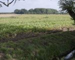 Nu staan er nog aardappels op dit veld. Wellicht voor de laatste keer.  (2-9-2013 - Jan Dolmans)