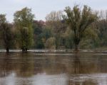 De bomen op de dijk bij Hochterbampd staan al met hun voeten in het water.  (8-11-2013 - Jan Dolmans)
