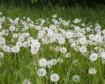 Op de kades bloeiden de afgelopen weken de paardebloemen rijkelijk. Ook uitgebloeid vormen zij een prachtig gezicht.  (1-5-2014 - Jan Dolmans)