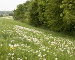 Tijdens een wandeling over de kades genieten van de bloemenpracht.  (1-5-2014 - Jan Dolmans)