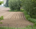 Als ik de plannen van Waterschap Roer en Overmaas goed interpreteer worden de wilgen die hier een mooi decor vormen langs de beek binnenkort gekapt. Het waterschap gaat in de komende maanden de loop van de Kanjel verleggen waarbij een 12-tal bomen worden gekapt. Helaas worden geen nieuwe bomen meer geplant langs de beek. Een idyllisch plaatje zoals dit behoort dan  weer tot het verleden. Jammer. (1-5-2014 - Jan Dolmans)