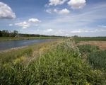 In het gebied 'De Weerd' is langs de maas een smalle strook nog niet weggegraven. Dit voorkomt dat in geval van een hogere stand van de Maas het werkgebied al gelijk onder water staat. Links de ' Overslag' aan de overkant van de Maas.  (20-5-2014 - Jan Dolmans)