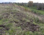 Toen ik op de dekgrondberging rondliep viel me op dat de wilde zwijnen hier al flink hadden gewroet, op zoek naar engerlingen (larven van kevers) die in de grond zitten. Met hun scherpe reukzin weten de zwijnen wel waar ze moeten zijn.  (11-11-2014 - Jan Dolmans)