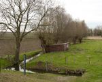 Een dezer dagen  zullen deze bomen gekapt worden omdat Roer en Overmaas de loop van de beek gaat verleggen. Het zal er nadat de bomen gekapt zijn kaal uit zien langs de beek temeer daar er geen nieuwe bomen meer worden aangeplant. We laten de natuur maar haar gang gaan.  (17-11-2014 - Jan Dolmans)