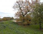 Ook de eik die langs de beek staat draagt haar steentje bij aan de kleurenpracht van de herfst. (17-11-2014 - Jan Dolmans)