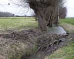 Naast Waterschap Roer en Overmaas is ook de familie Bever volop bezig met waterbouwkundige werken aan de beek. Net voorbij de kade aan de zuidkant van Itteren is weer een bouwwerk van de bevers te bewonderen.  (12-1-2015 - Jan Dolmans)