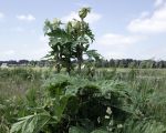 Op het eiland Dael staat een reuzenbereklauw op het punt te gaan bloeien. Mooi om te zijn doch liever ervan af blijven omdat je door het sap brandwonden op je huid krijgt. (6-6-2015 - Jan Dolmans)