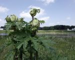 Hier zie je nog eens de grote bloemknoppen van de reuzebereklauw.  (6-6-2015 - Jan Dolmans)
