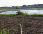 Maas met zeer lage waterstand. Nu is goed te zien hoeveel is afgegraven. (10-6-2015 - Han Hamakers)