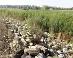 Links van en achter het grintgat is de begroeiing al flink opgeschoten. Er zal hier een heus wilgenbos gaan ontstaan, begrazing door runderen zal, denk ik, gezien de ligging niet gaan plaatsvinden. In Meers is ook al zo'n wilgenbos op een eiland in de Maas ontstaan.    (11-10-2015 - Jan Dolmans)