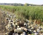 Links van en achter het grintgat is de begroeiing al flink opgeschoten. Er zal hier een heus wilgenbos gaan ontstaan, begrazing door runderen zal, denk ik, gezien de ligging niet gaan plaatsvinden. In Meers is ook al zo'n wilgenbos op een eiland in de Maas ontstaan.    (11-10-2015 - Jan Dolmans)