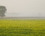 Typisch herfst, de gele mosterd als tweede gewas staat in volle bloei en elke ochtend worden de velden ondergedompeld in de mist. In de verte nog net zichtbaar de kerktoren in Borgharen. (23-10-2015 - Jan Dolmans)