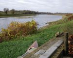 De waterstand van de rivieren is erg laag, eilanden in de Maas komen droog te liggen. Voor de vele watervogels begint het afgegraven gebied een waar paradijs te worden.  (11-11-2015 - Jan Dolmans)