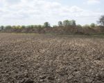 Duidelijk steekt het restant van de nog af te graven dekgrond boven het maaiveld uit. Dit is het gedeelte aan de westkant vlak bij de kade.  (3-5-2016 - Jan Dolmans)