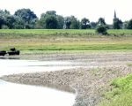 Nog wat onwennig in het nieuwe terrein blijven ze een beetje rondhangen bij de plek waar ze zijn losgelaten.  (6-8-2016 - Jan Dolmans)