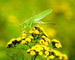 Zo kun je zomaar op het eiland Daal de grote groene sabelsprinkhaan ( 8 a 10 cm) tegenkomen.  (6-8-2016 - Jan Dolmans)