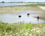 Bij een rondwandeling op het eiland Daal in Borgharen waan je je in een bloemenparadijs. Overal om je heen zie de mooiste bloemen in een natuurlijke omgeving.    (6-8-2016 - Jan Dolmans)