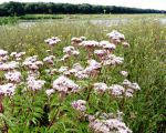 Koninginnekruid (6-8-2016 - Jan Dolmans)