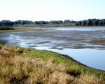 Waar veel dekgrond langs de oever bij de afwerking is gestort verandert de oever bij laagwater in een moerasachtig plaatje. Voor veel vogels een eldorado.   (16-10-2016 - Jan Dolmans)