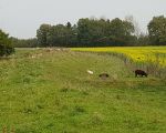 Volgens de nieuwste beleidsregels van het Waterschap behoort begrazing van de kades door schapen binnenkort tot het verleden. Voortaan zal weer mechanisch gemaaid gaan worden. (1-11-2017 - Han Hamakers)