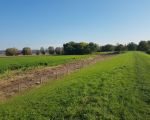 Waterschap Limburg heeft rigoureus bomen en struiken gekapt aan de noordzijde van Itteren. Doodzonde van deze geheel gezonde populatie. (1-11-2017 - Han Hamakers)